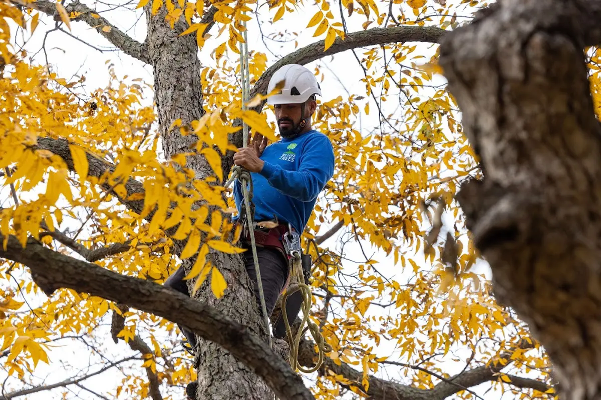 Skilled Tree Trimming crew working in Creekside