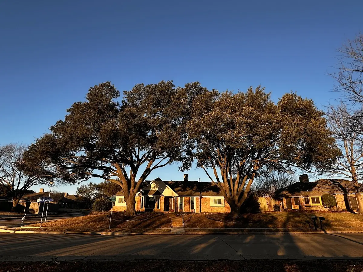 Established residential canopy tree shading a home in Creekside